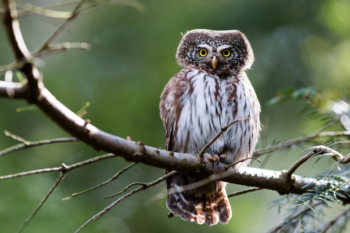 pygmy owl sitting on a banch