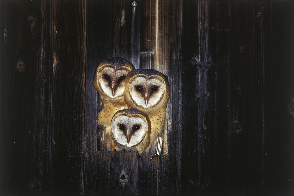 Three barn owls peer through a gap in a wooden wall.