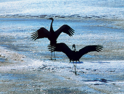 Cranes dancing on ice, Photo Competition 2006, 1. Prize © Josef Timar <p> </p><p> </p><p> </p><p> </p><p> </p><p> </p><p> </p><p> </p><p> </p>