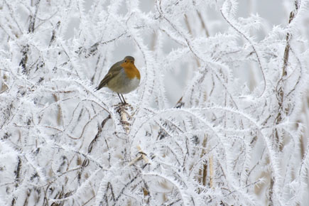Rotkehlchen im verschneiten Gestrüpp