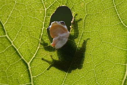 Ein Laubfrosch schaut durch ein Loch im Blatt