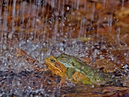 Zwei Frösche im Regen