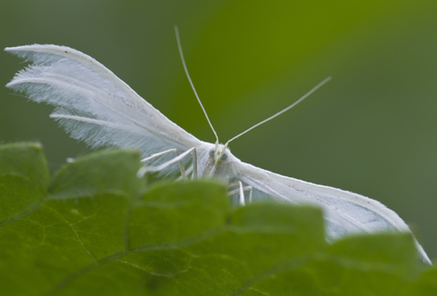 © Erhard Nerger © Erhard Nerger