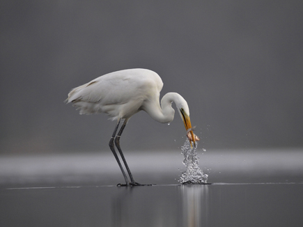 © Csaba Daroczi