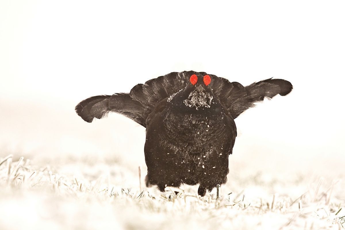 Black grouse in snowy grass
