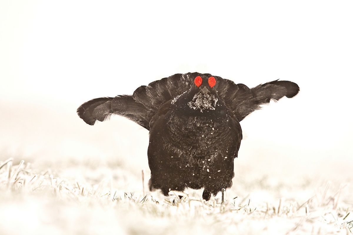 Birkhuhn Birkhuhn im verschneiten Gras