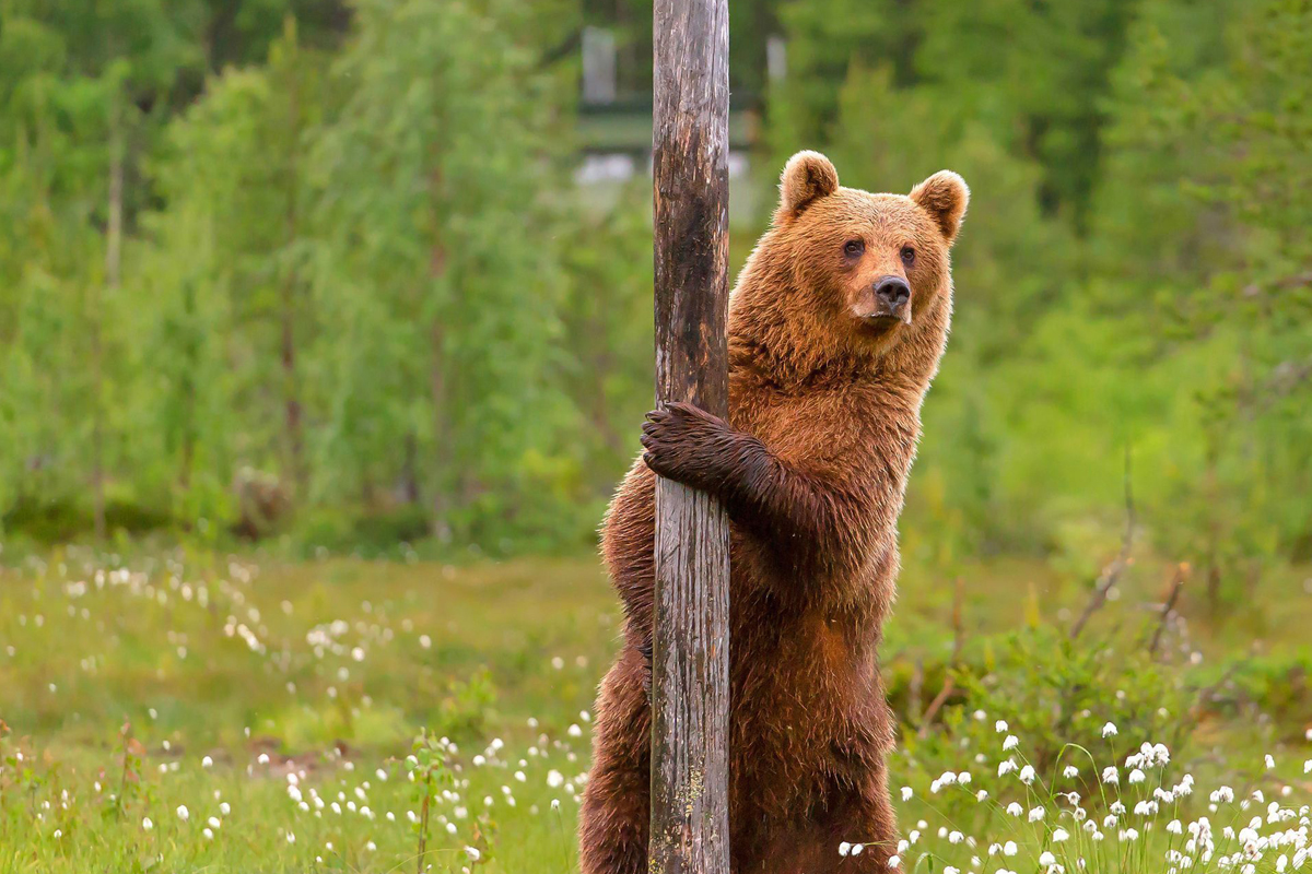 Brown bear standing upright against a pole