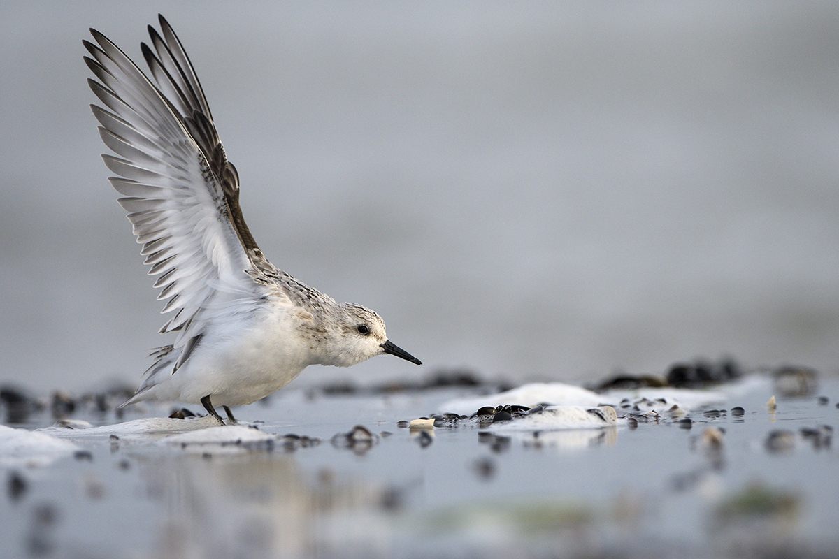 Flügelschlag Sanderling