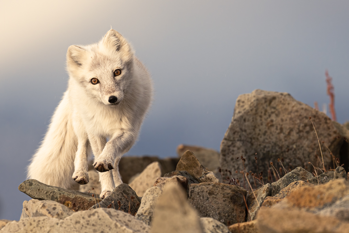 Curious arctic fox