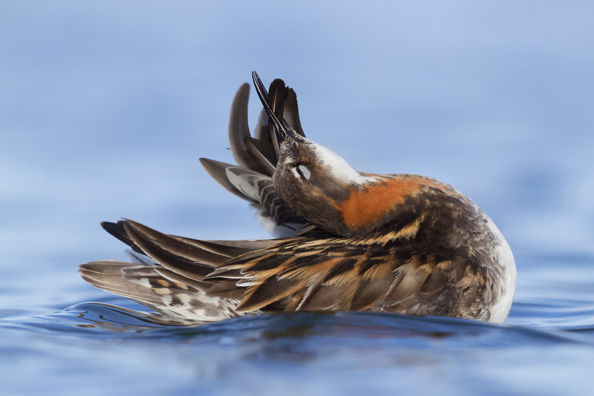 Red-necked Phalarope grooming their feathers