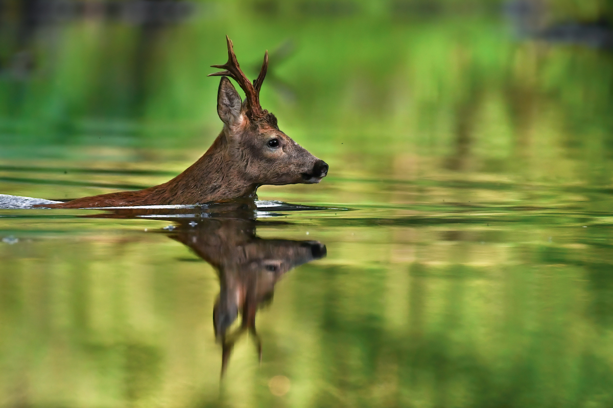 A deer is crossing a river
