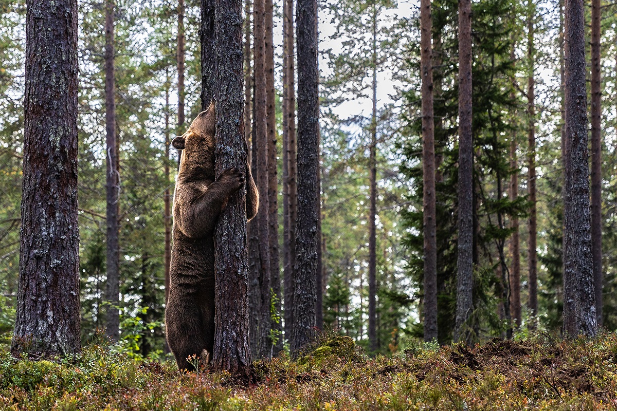 Brown bear spreads scent marks