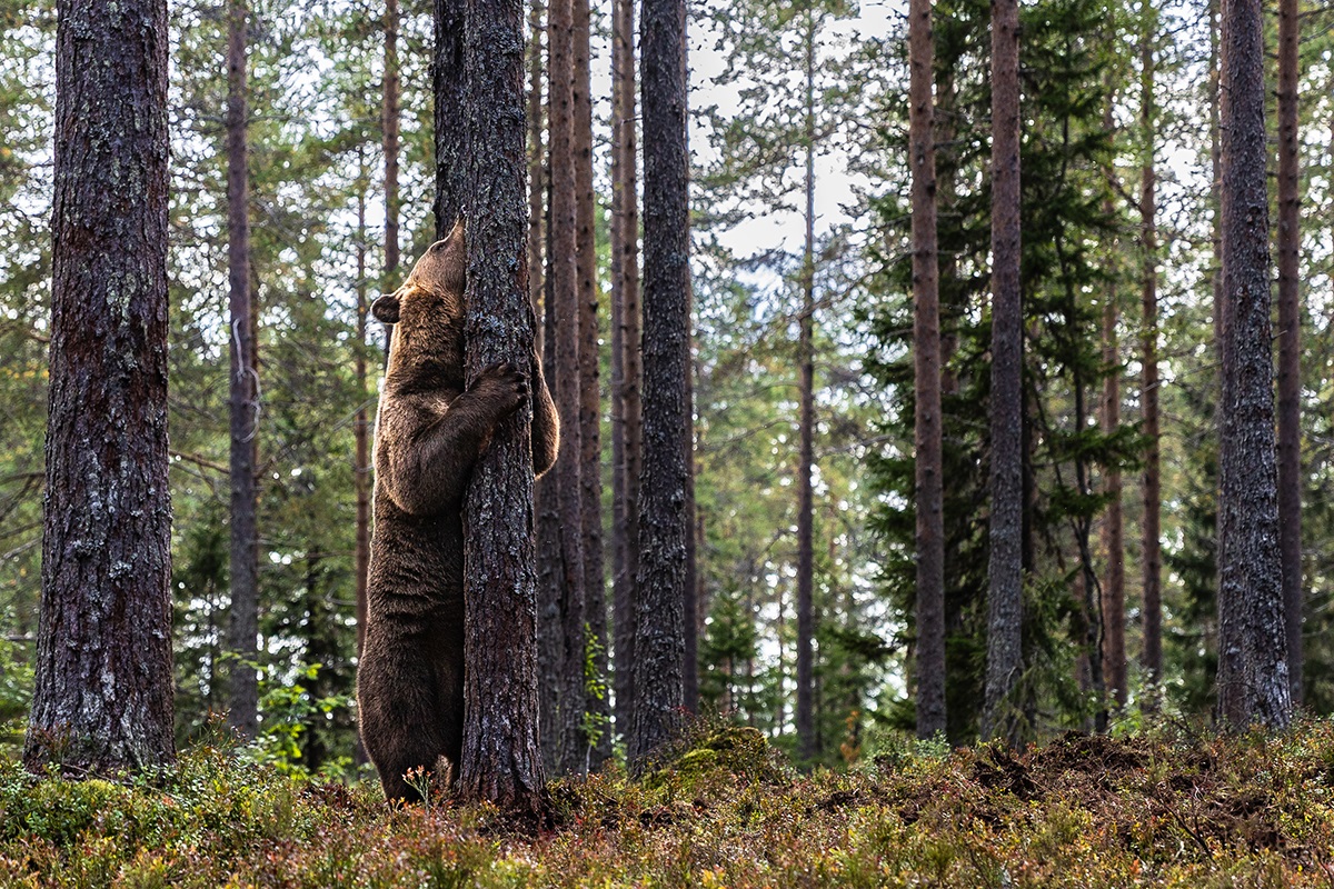 Bär an Baum Braunbär verteilt Duftmarken