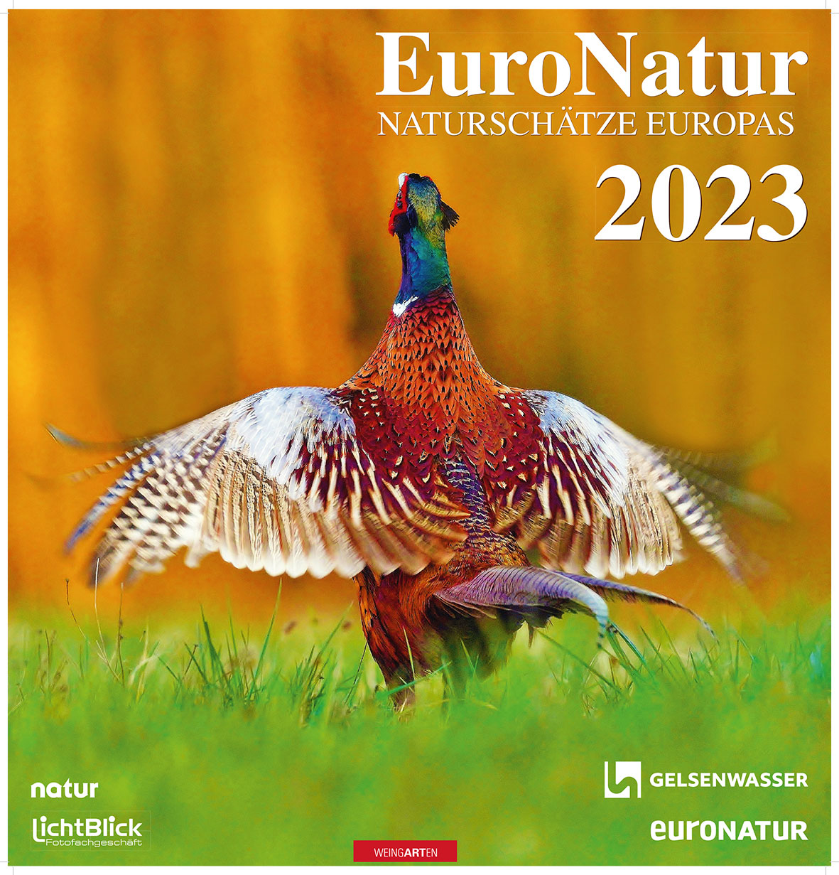 Common pheasant on the cover