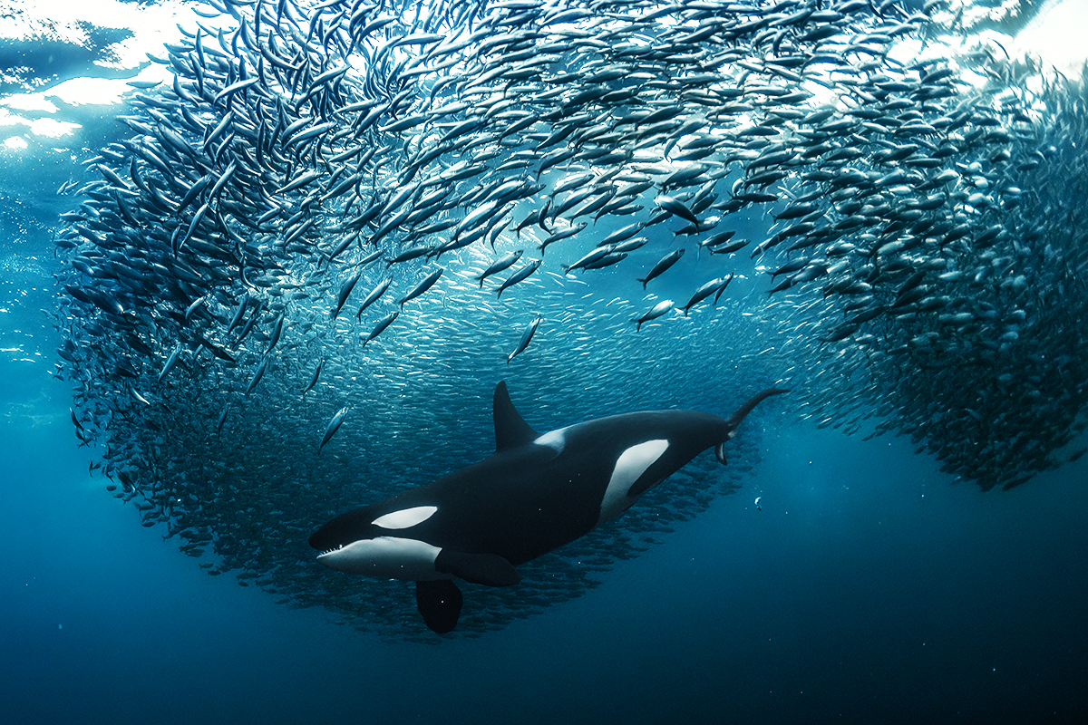 Orca jagd Heringsschwarm