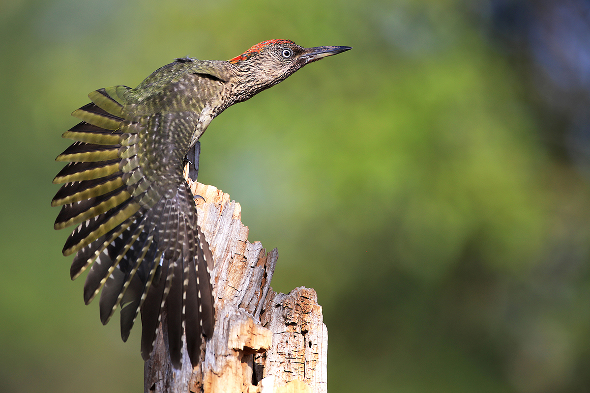 Green woodpecker Green Woodpecker