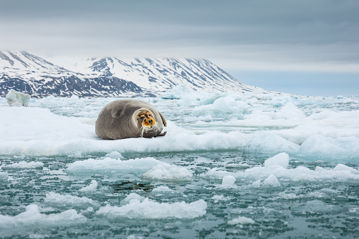 Bearded seal on Spitsbergen