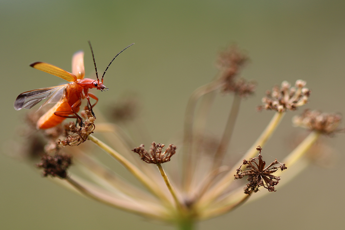 Beetle taking off from flower