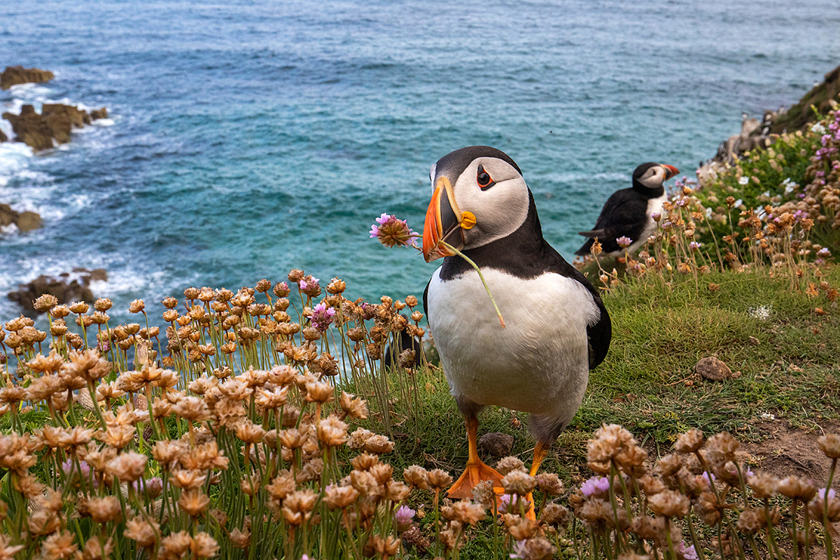 Puffin with flower in beak