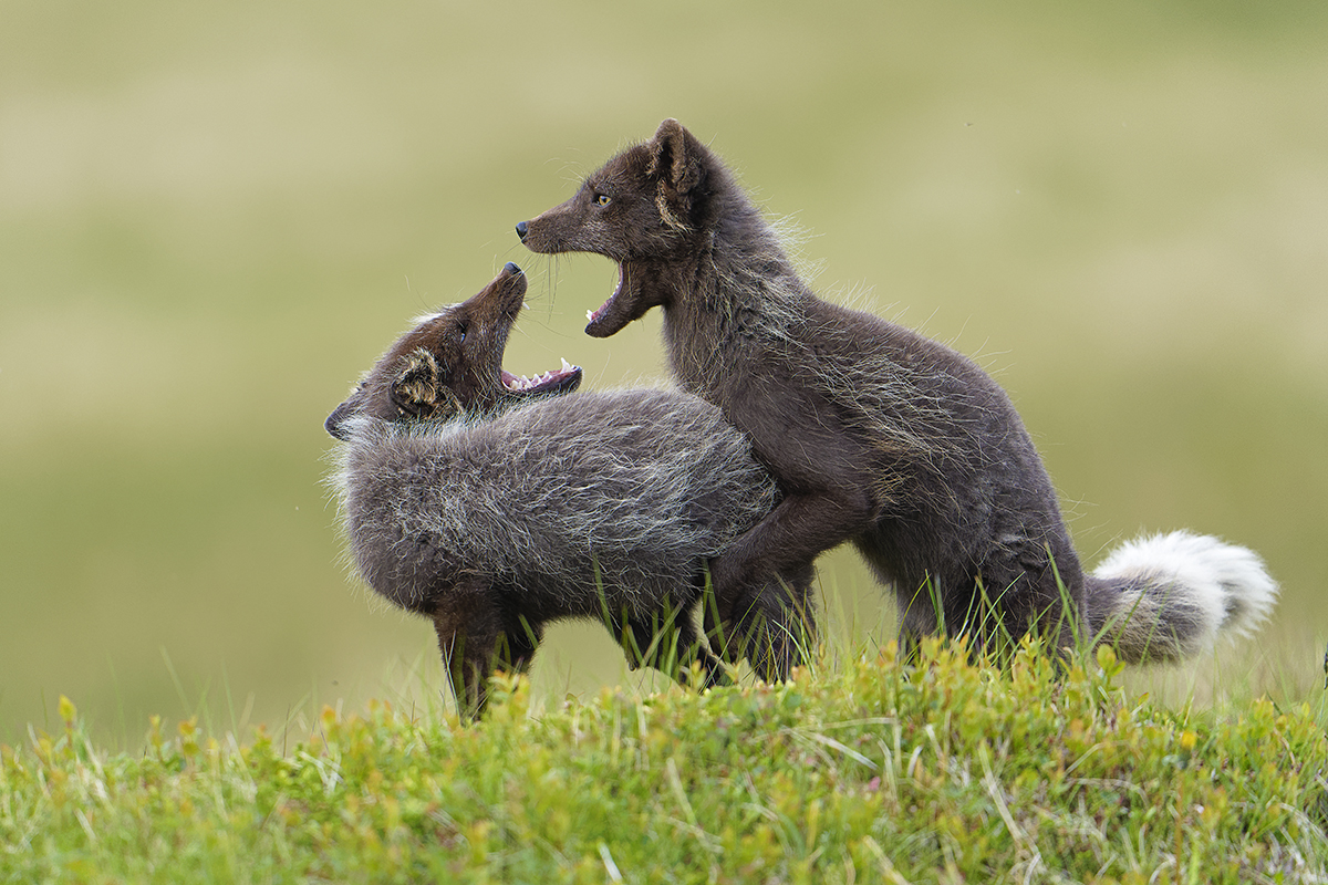 two young arctic foxes in their summer coats