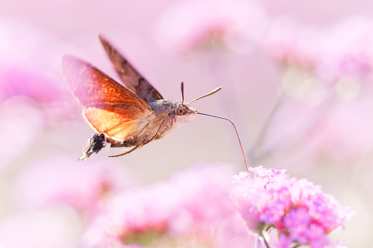 hummingbird hawk-moth sucks nectar from flower