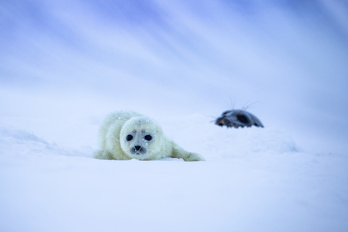 Ringed seal baby Ringed seal with lanugo