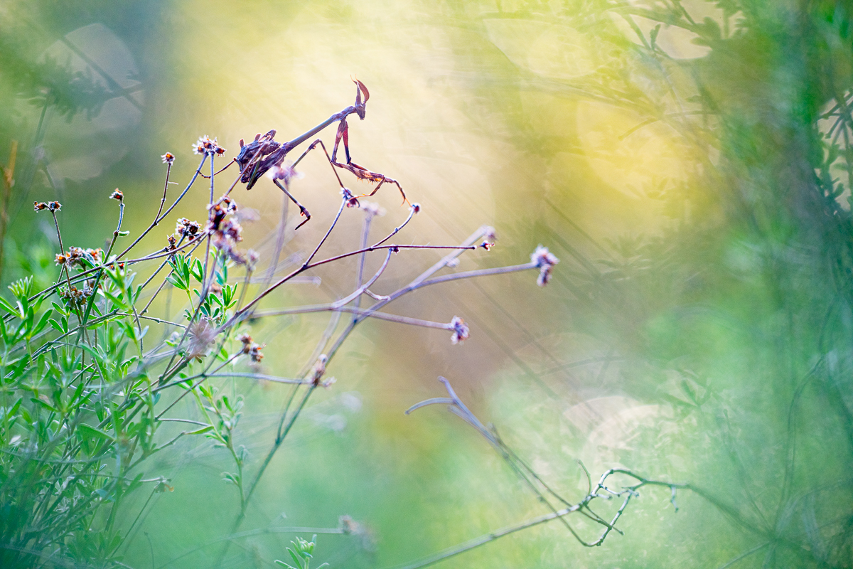 Mantis mantis lying in wait