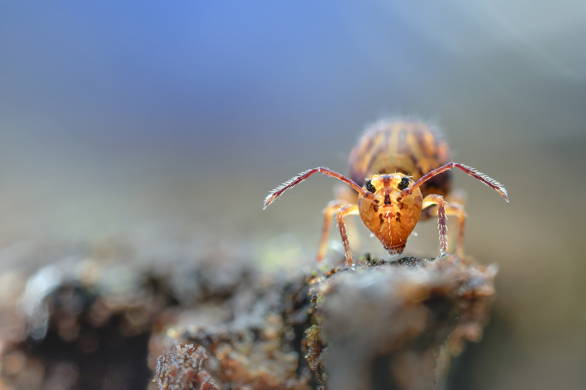 Sprintail Springtail close-up