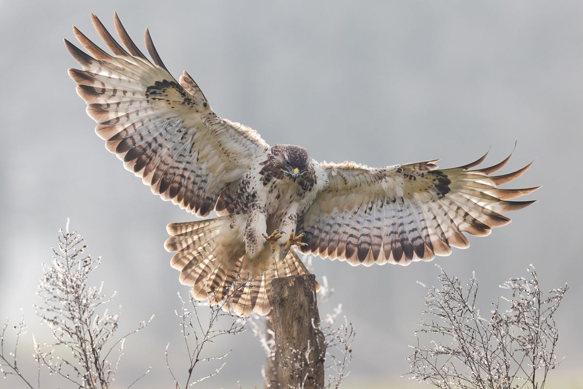 Common buzzard Buzzard preparing to land