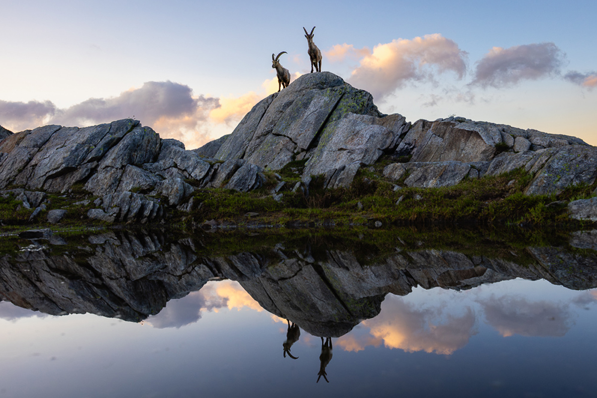 Summiteers two ibexes in the Alpine panorama