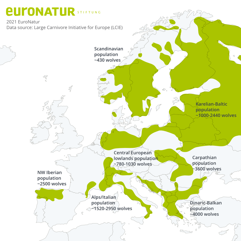 Wolf Canis Lupus Profile Euronatur