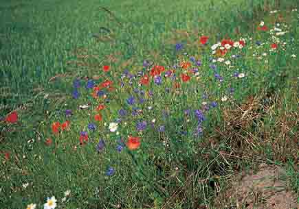 Feldrain mit blühenden Wildblumen