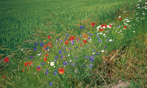 Von Blumen gesäumte Äcker haben heutzutage Seltenheitswert. Blühender Feldrain