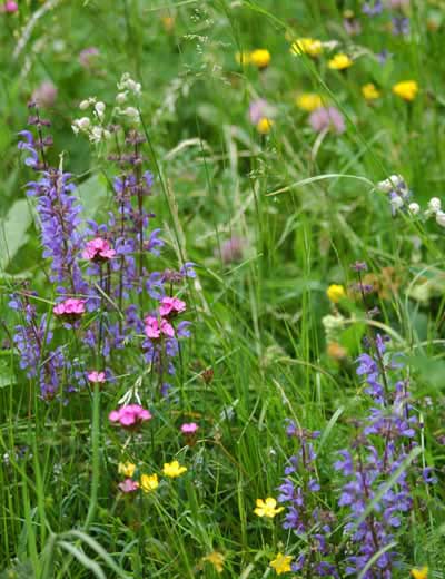 Artenreiche Wiese mit blühenden Wiesenkräutern