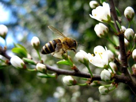 Honigbiene auf Kirschblüte