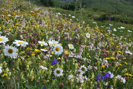 Wiese mit Wildblumen im Bregenzer Wald