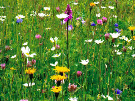 Blühende Wiese mit vielen bunten Blumen