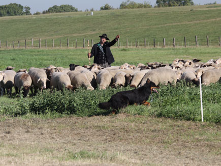 Schafherde mit Schäfer und Altdeutschem Schäferhund