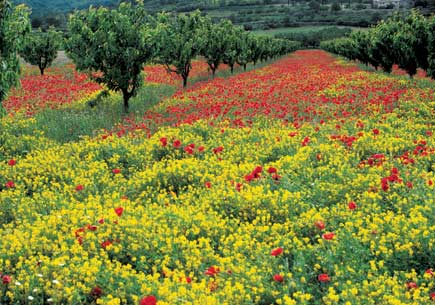 Obstbäume auf einer blühenden Wiese mit Mohnblumen