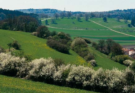 Hügellandschaft mit Wäldern, Wiesen und Hecken mit blühenden Sträuchern