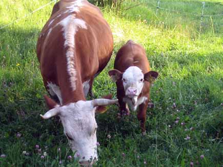 Kuh mit Kalb auf der Weide