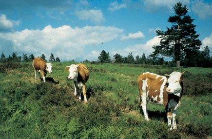 Rotbunte Kälber auf einer Weide im Wald