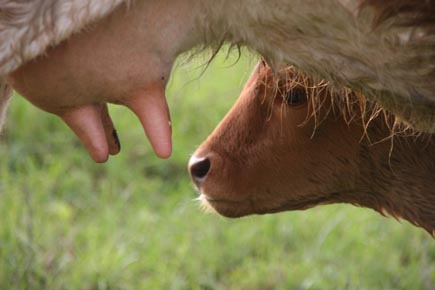 Kalb mit Kuheuter