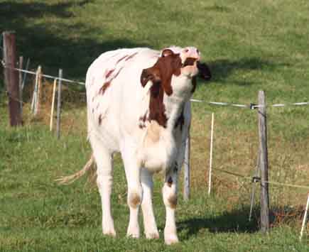 Milchkuh auf Weide