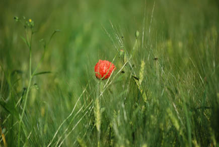 Poppy flower in a field of barley