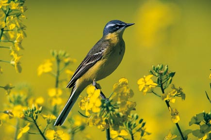 Yellow wagtail in a rape field