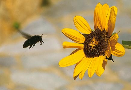 Eine Biene fliegt auf eine Blume zu