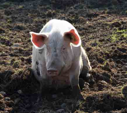 Schwein sitzt in der Suhle