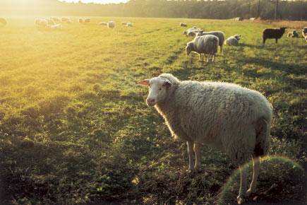 Schafe im Abendlicht auf der Weide