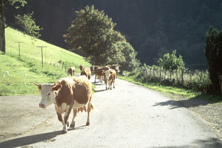 Kühe laufen eine Bergstraße hoch